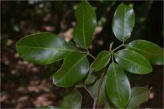 Walsura trifoliata var. trifoliata